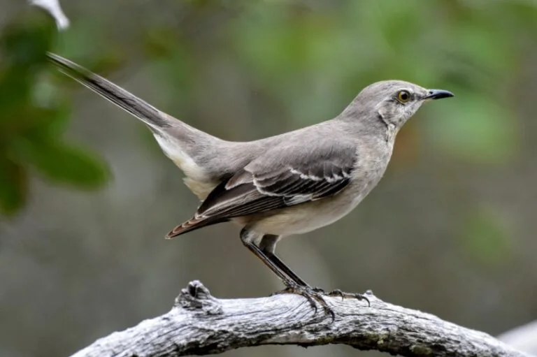 florida-state-bird-description-pictures-fun-facts