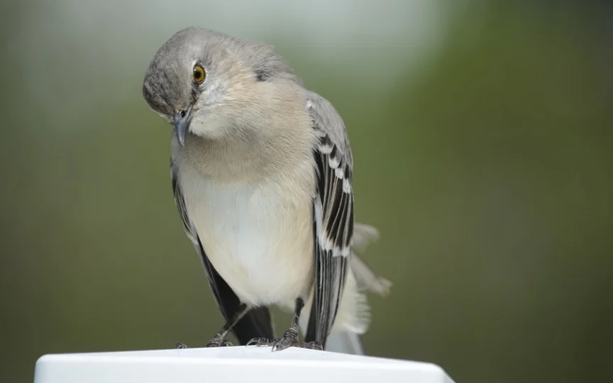 Florida State Bird - Northern Mockingbird