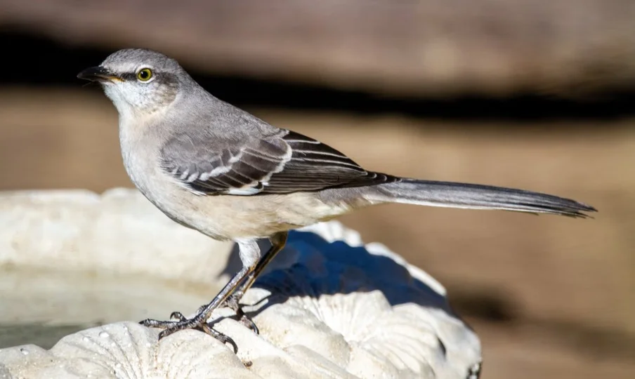 Florida State Bird - Northern Mockingbird