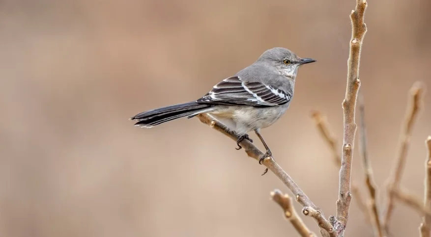 Florida State Bird - Northern Mockingbird