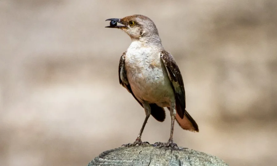 Florida State Bird - Northern MockingbirdFlorida State Bird - Northern Mockingbird