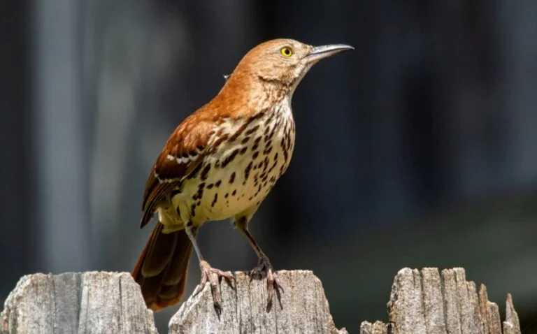 Georgia State Bird: Description, Pictures, & Fun Facts