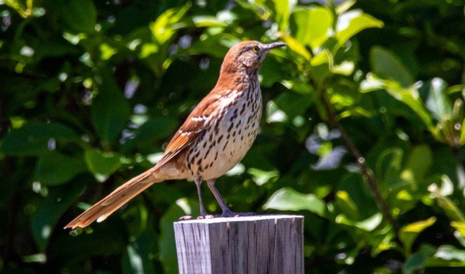 Georgia State Bird - Brown Thrasher