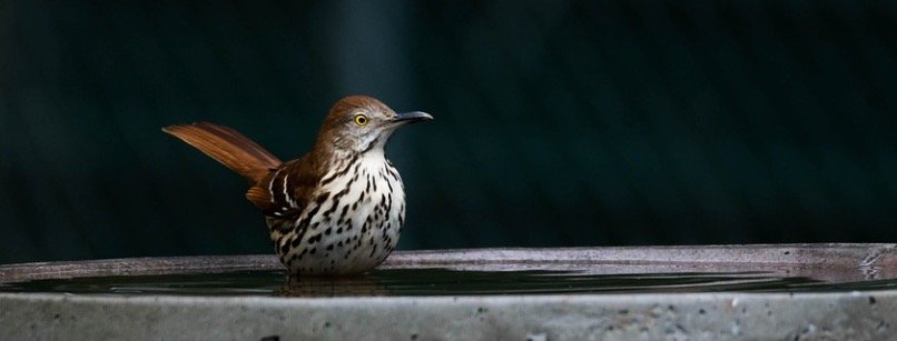 Georgia State Bird - Brown Thrasher