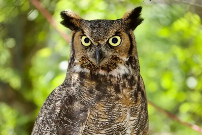 Great Horned Owl - Owl Species in Arkansas