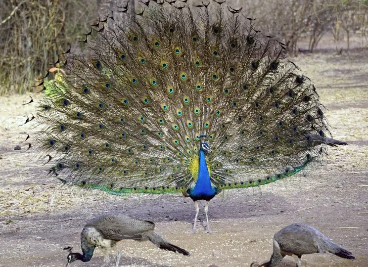 Group of Peacocks