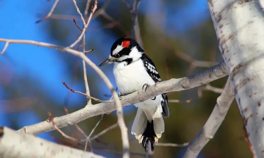 Hairy Woodpecker - Woodpeckers In Wisconsin