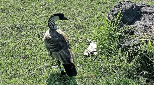 Hawaii State Bird - Nene Goose