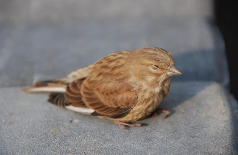 How Do Birds Sleep? All You Need To Know I TheBirdPedia