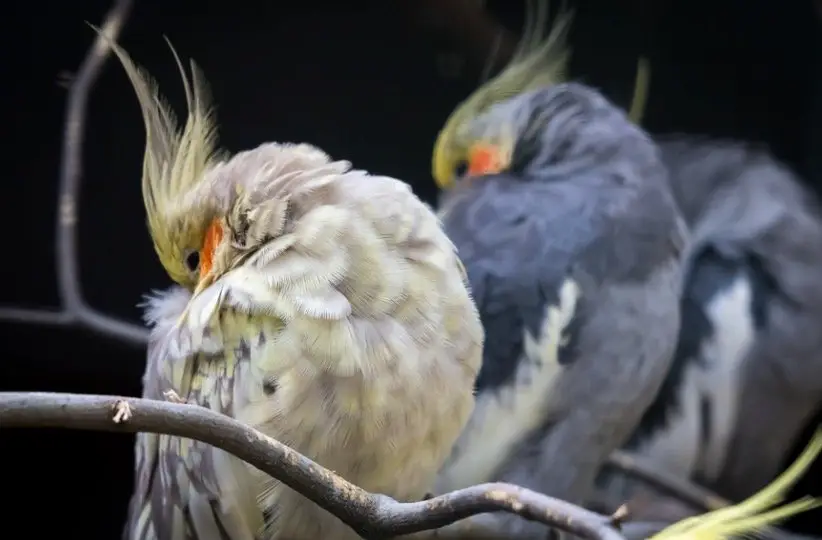 How Do Birds Sleep