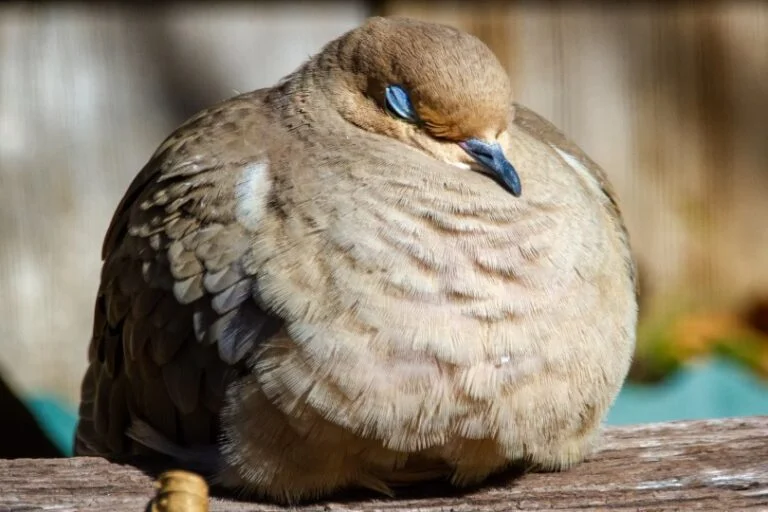 How Do Birds Sleep? All You Need To Know I TheBirdPedia