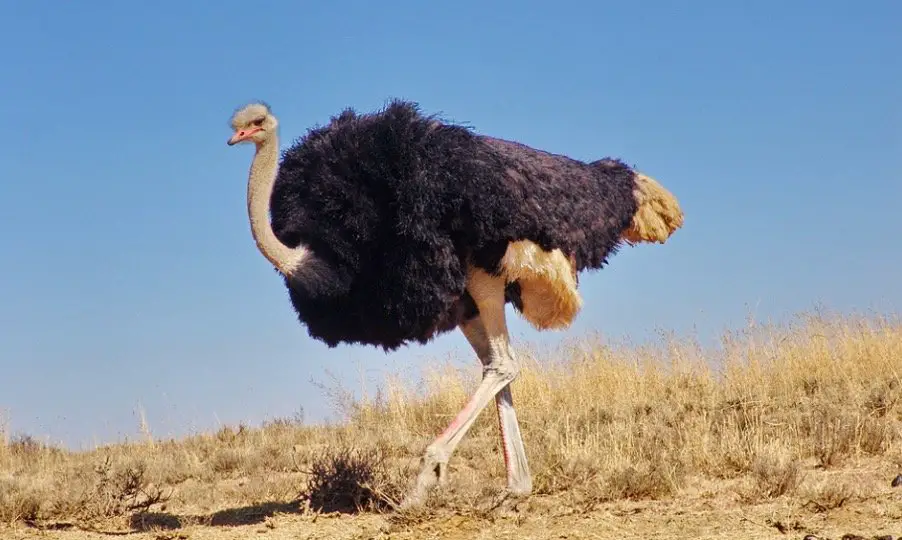 How Fast Can an Ostrich Run