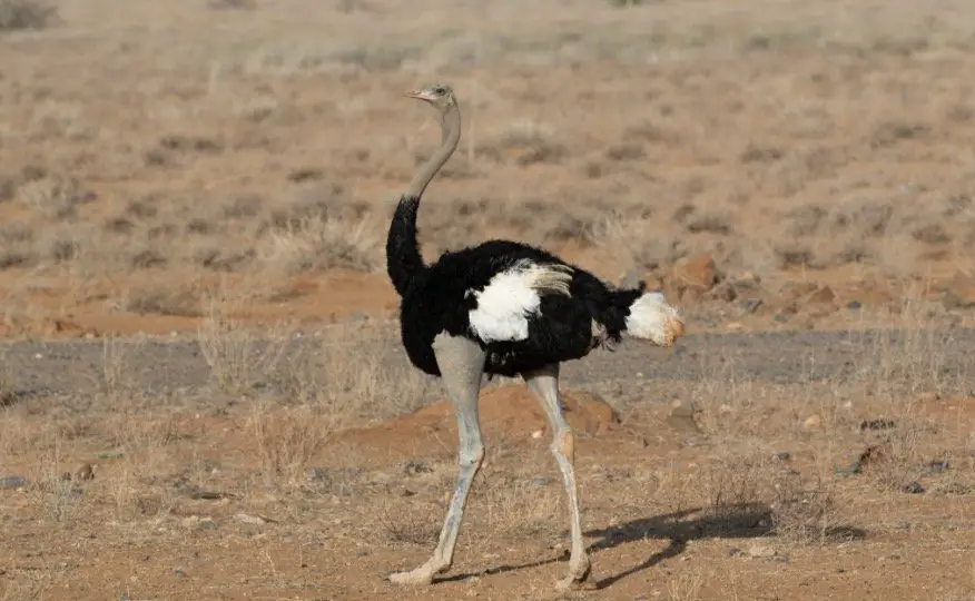 How Fast Can an Ostrich Run