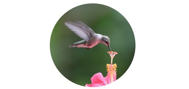 Hummingbirds In Georgia