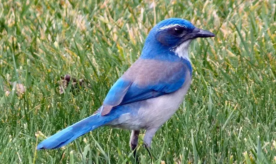 Idaho State Bird - Mountain Bluebird