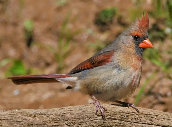 Illinois State Bird - Northern Cardinals
