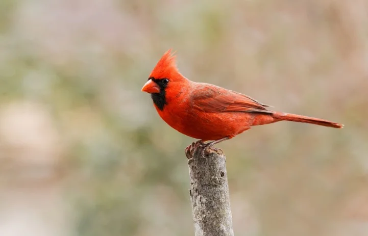 Illinois State Bird - Northern Cardinals