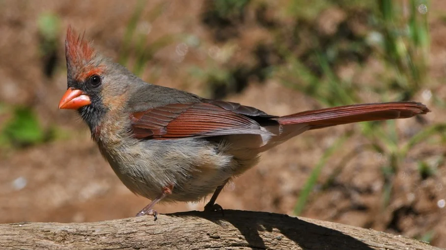 Illinois State Bird - Northern Cardinals