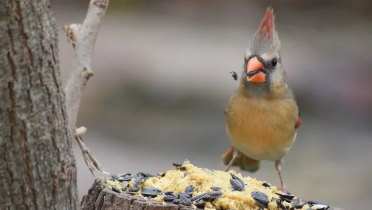 Illinois State Bird - Northern Cardinals