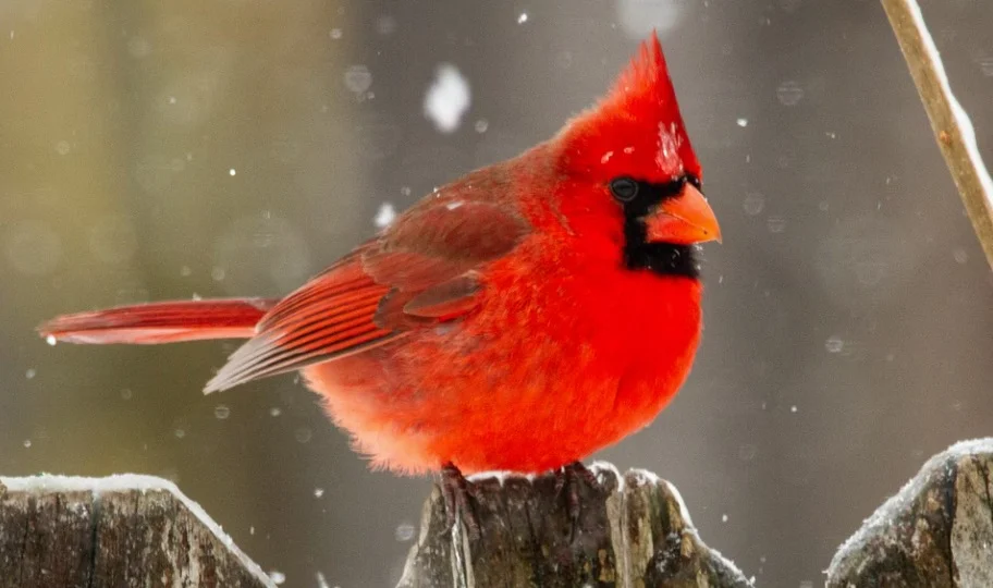 Indiana State Bird - Northern Cardinal