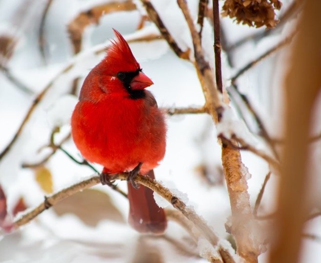 Indiana State Bird - Northern Cardinal