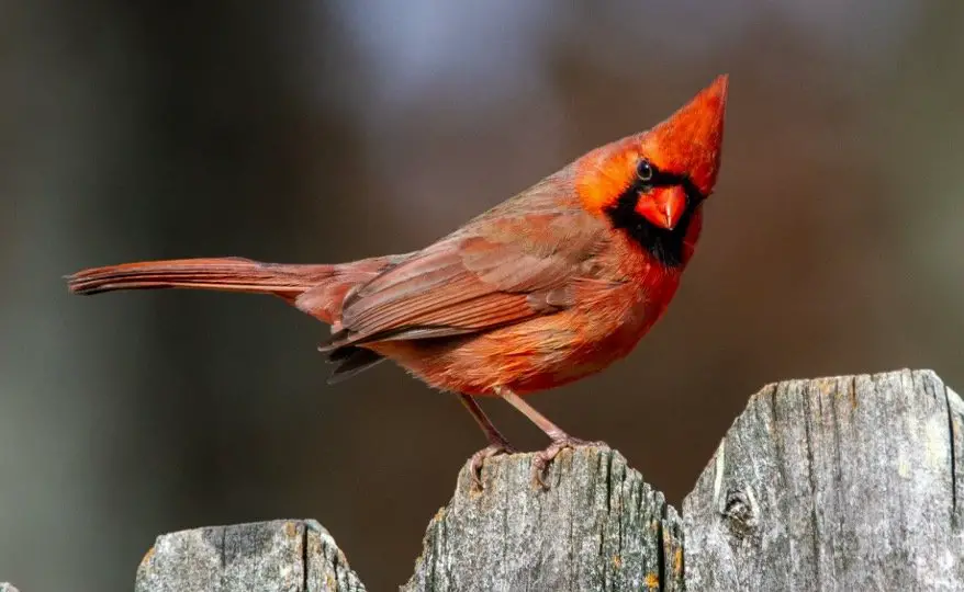 Indiana State Bird - Northern Cardinal