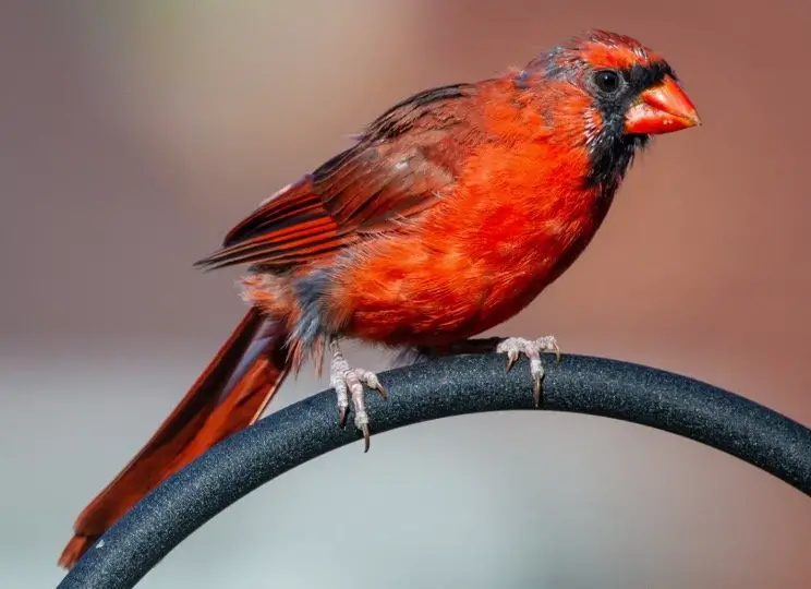 Indiana State Bird - Northern Cardinal