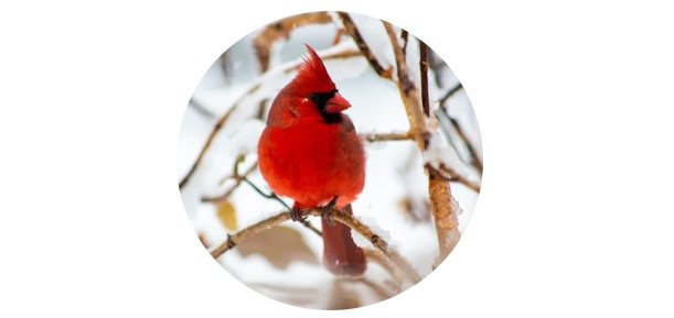 Indiana State Bird - Northern Cardinal