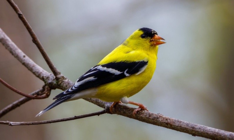 Iowa State Bird - American Goldfinch