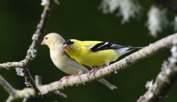 Iowa State Bird - American Goldfinch