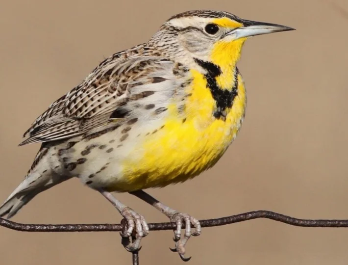 Kansas State Bird - Western Meadowlark
