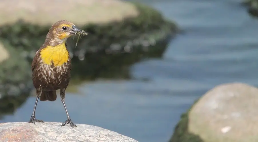 Kansas State Bird - Western Meadowlark