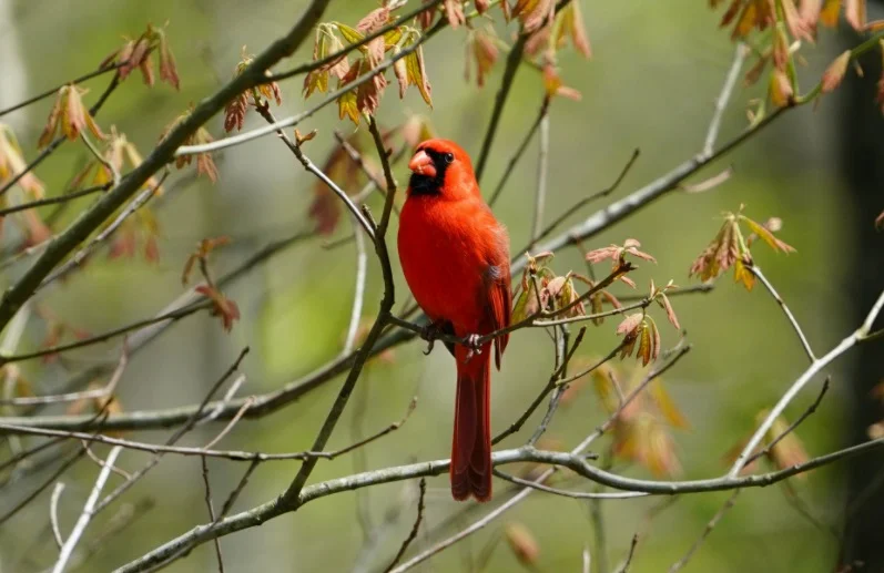 Kentucky State Bird - Northern Cardinals