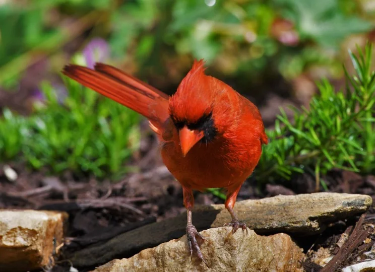 Kentucky State Bird - Northern Cardinals