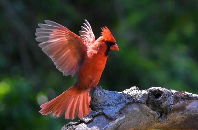 Kentucky State Bird - Northern Cardinals