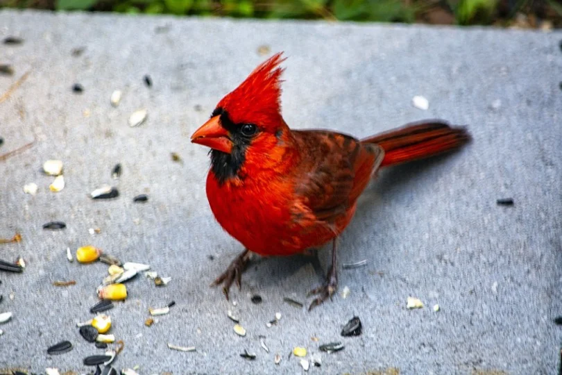 Kentucky State Bird - Northern Cardinals