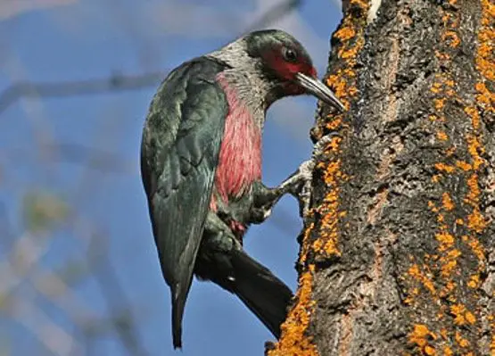 Lewis's Woodpecker - Woodpeckers In Wisconsin