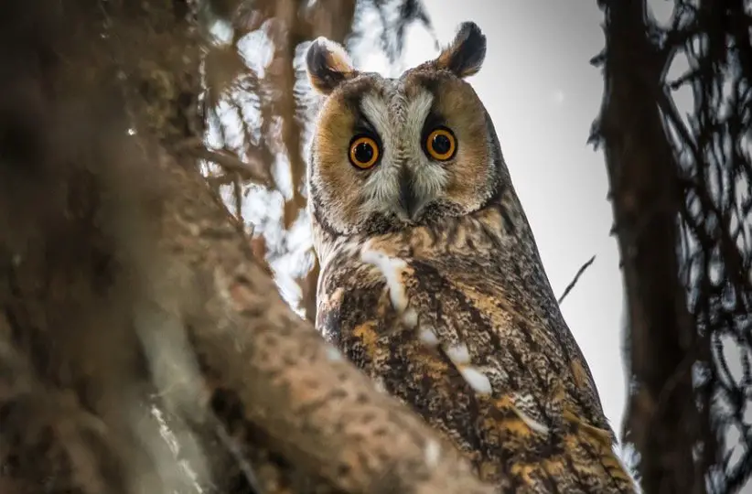 Long Eared Owl - Owl Species in Arkansas