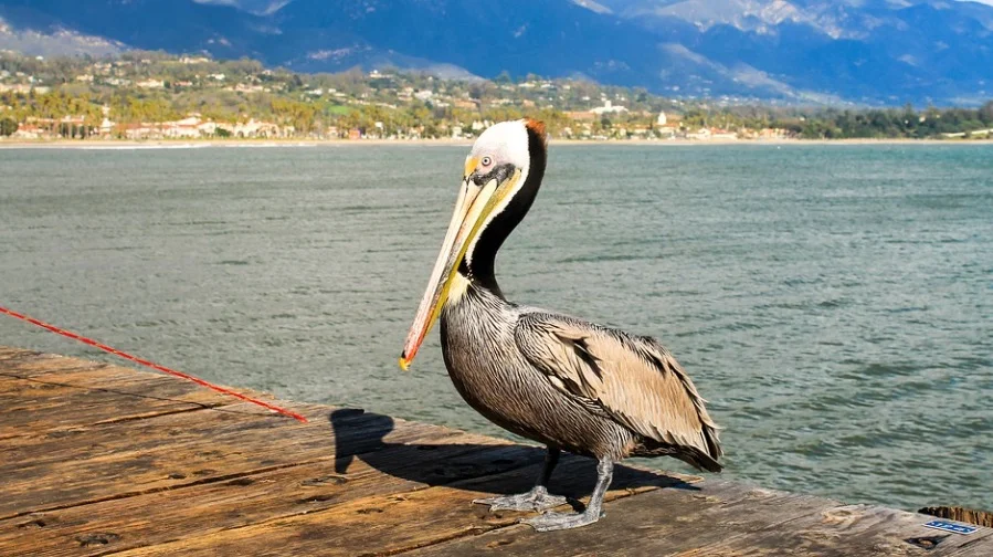 Louisiana State Bird - brown pelican 1