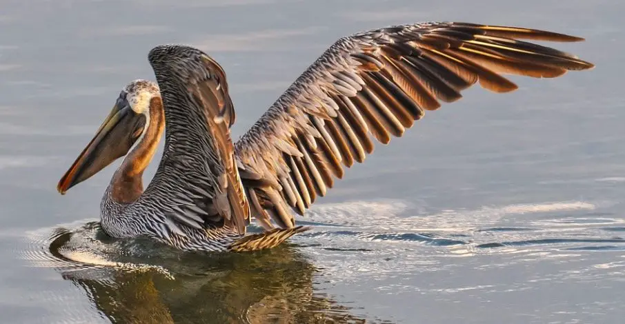 Louisiana State Bird