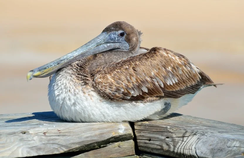 Louisiana State Bird