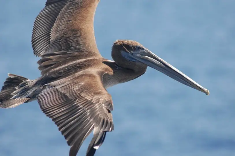 Louisiana State Bird