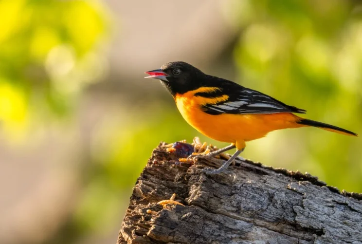 Maryland State Bird - Baltimore Oriole Bird