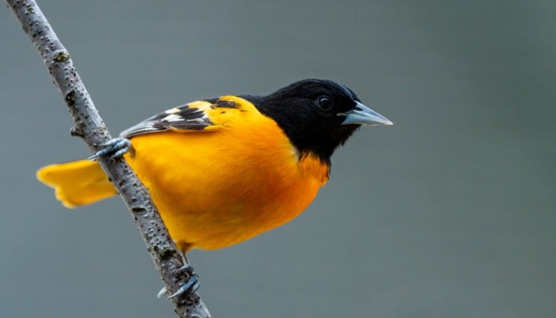 Maryland State Bird - Baltimore Oriole Bird