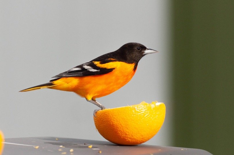 Maryland State Bird - Baltimore Oriole BirdMaryland State Bird - Baltimore Oriole Bird