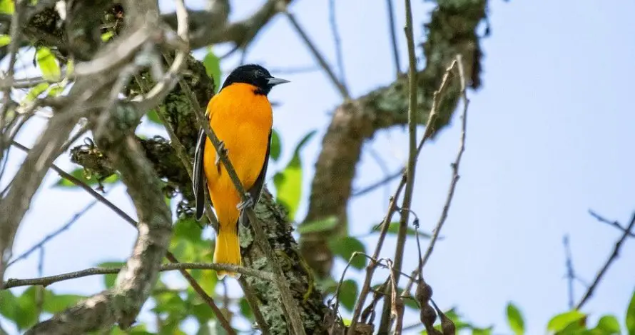 Maryland State Bird - Baltimore Oriole Bird