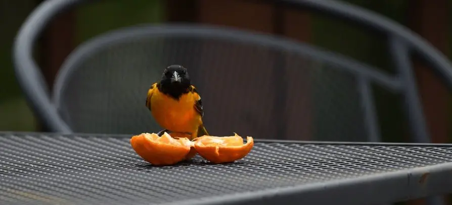 Maryland State Bird - Baltimore Oriole Bird