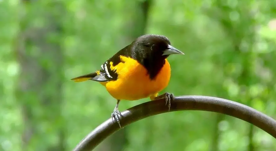 Maryland State Bird - Baltimore Oriole Bird