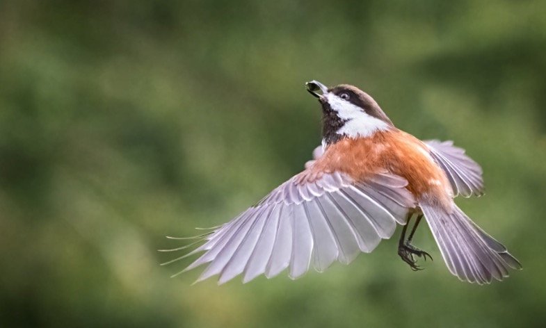 Massachusetts State Bird - Black-Capped Chickadee