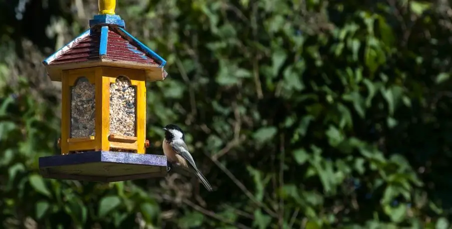 Massachusetts State Bird - Black-Capped Chickadee